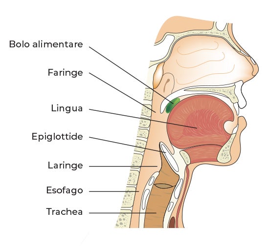 anatomica